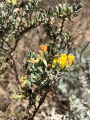 Acmispon dendroideus dendroideus