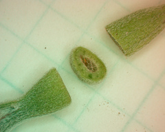 Neolasioptera perfoliata