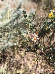 Acmispon dendroideus dendroideus
