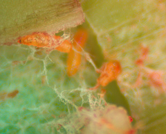 Neolasioptera perfoliata