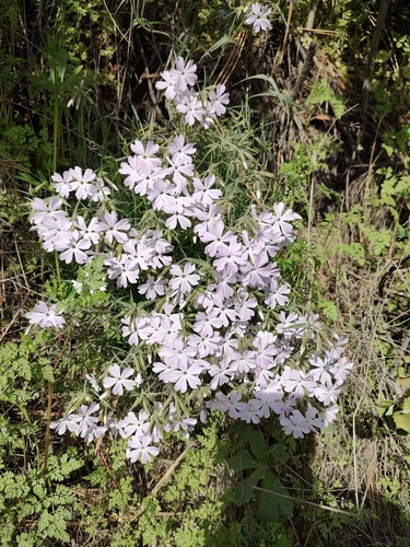 Phlox speciosa