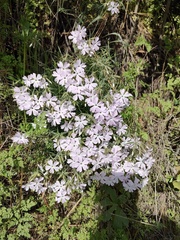 Phlox speciosa, photograph author not stated, no rights reserved