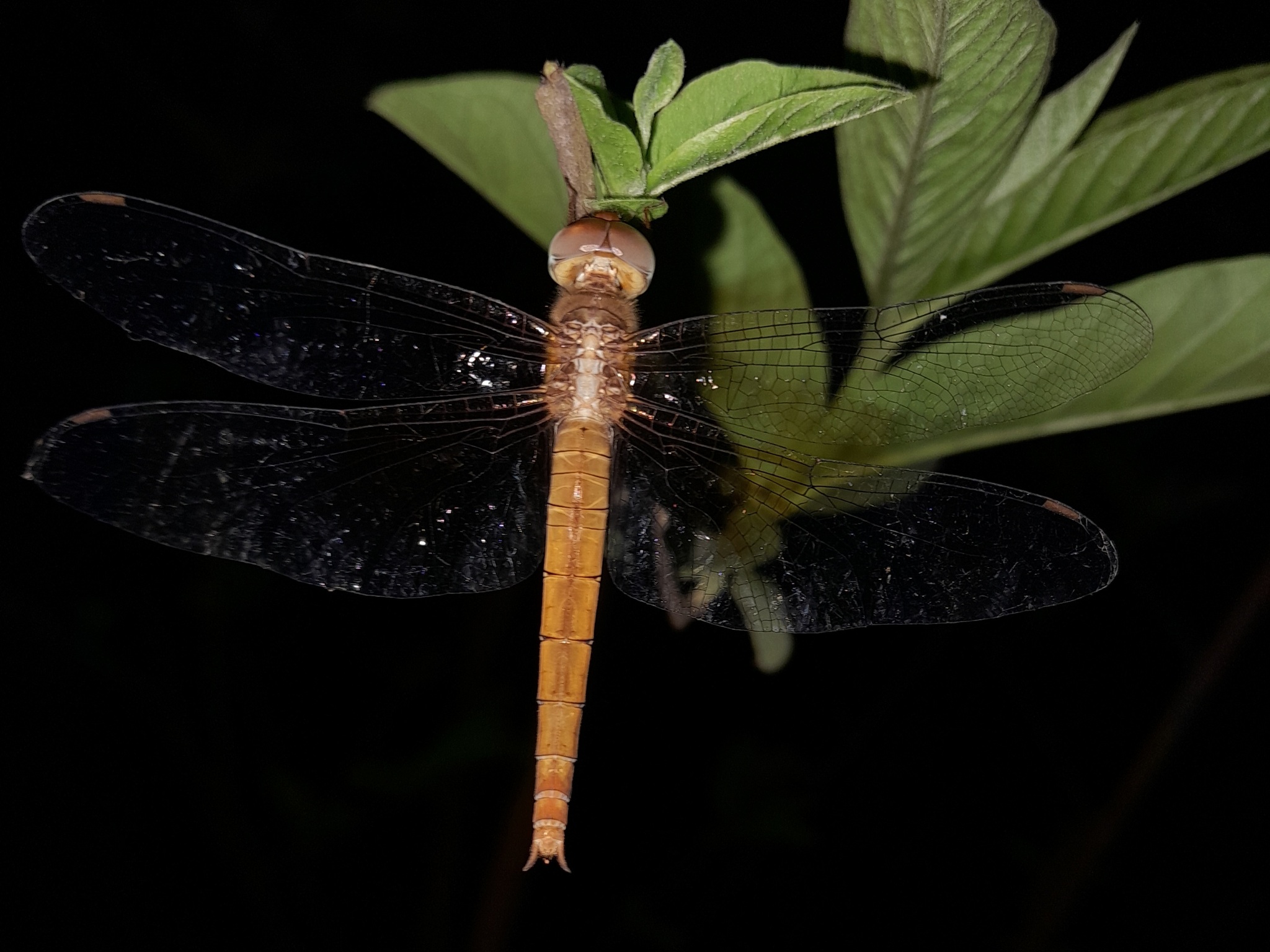 Coral-Tailed Cloudwing