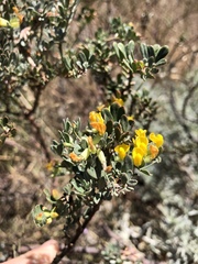 Acmispon dendroideus dendroideus