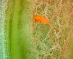 Neolasioptera perfoliata