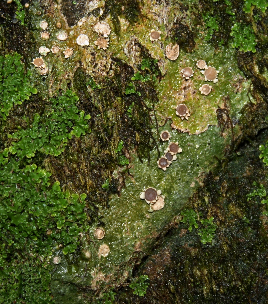 Chroodiscus