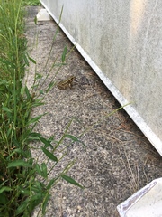 Lithobates kauffeldi