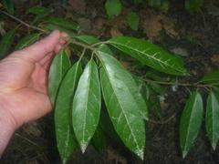 Photinia davidiana