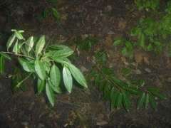 Photinia davidiana