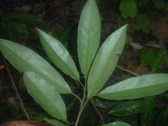 Photinia davidiana