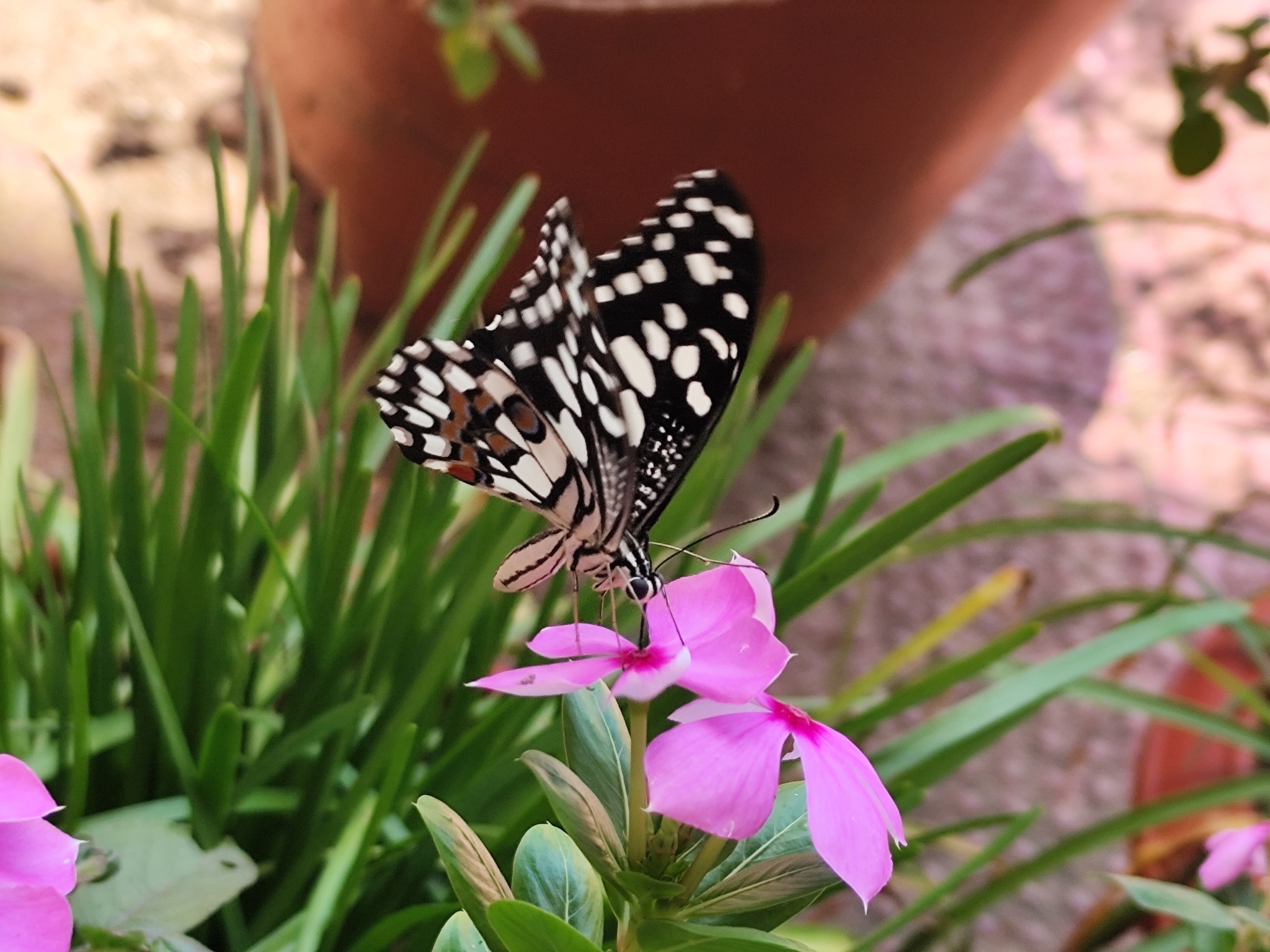 Lime Swallowtail