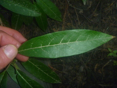Photinia davidiana