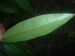 Photinia davidiana