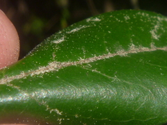 Photinia davidiana