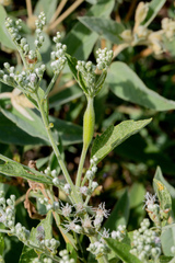 Neolasioptera perfoliata