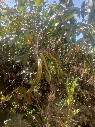 Inga insignis