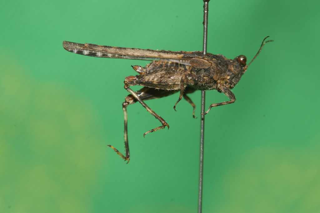 Euparatettix balteatus