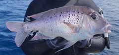 Gymnocranius euanus