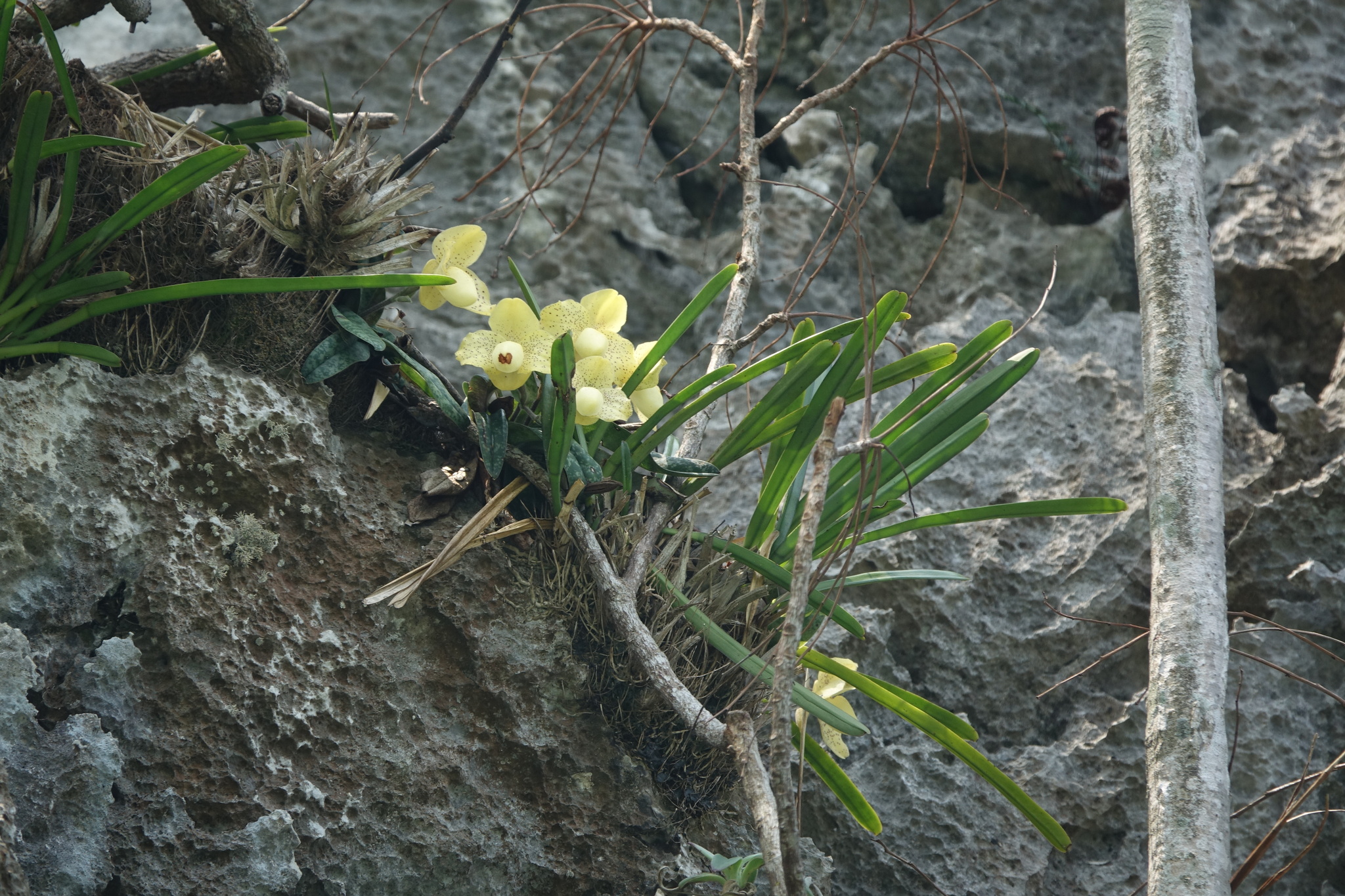 Paphiopedilum concolor (Paphiopedilum concolor)
