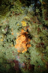 Clathria parthena