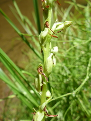 Platanthera sparsiflora