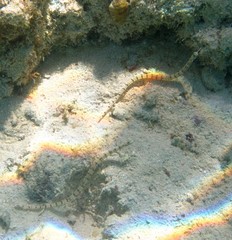 Corythoichthys flavofasciatus