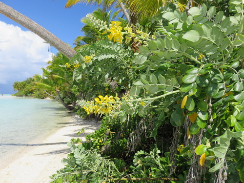 Sophora tomentosa