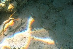 Corythoichthys flavofasciatus