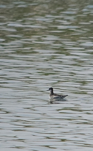 Red-necked Phalarope