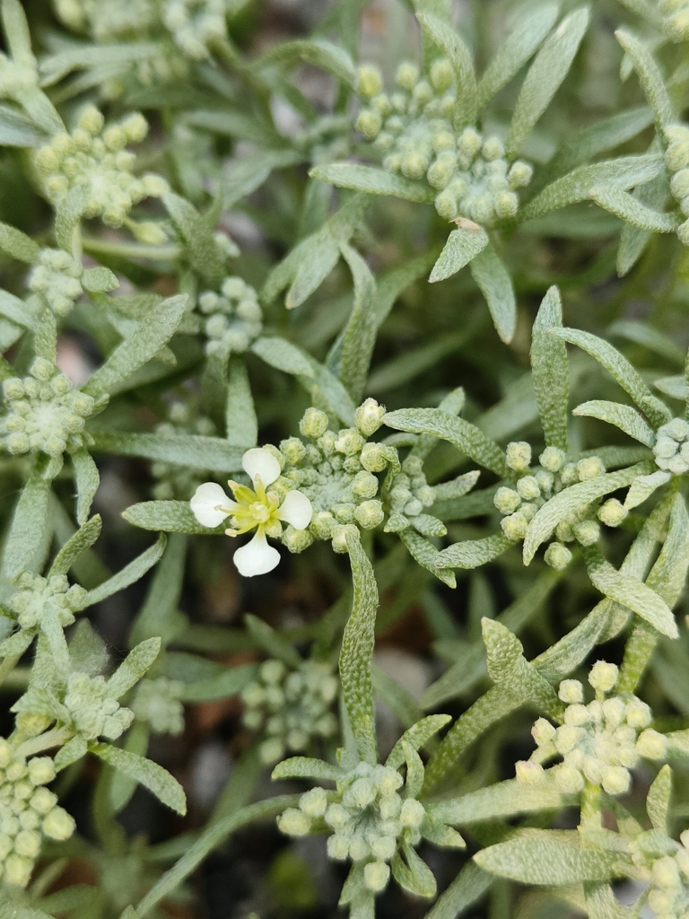 Alyssum artvinense