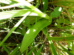 Platanthera sparsiflora