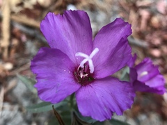 Clarkia rubicunda