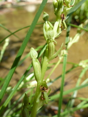 Platanthera sparsiflora