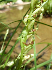 Platanthera sparsiflora