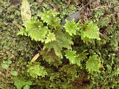 Mniodendron colensoi