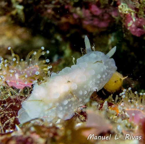 Doriopsilla pelseneeri