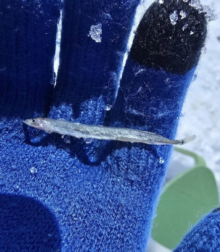 Pacific sand lance (Ammodytes hexapterus) — Ammodytidae