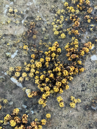 Turbinaria ornata observed 2025-05-24