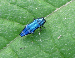 Agrilus acutus