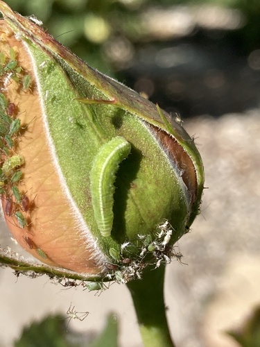 Unknown species found near S Old Hickory Way, Boise, ID, US