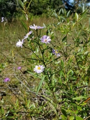 Symphyotrichum robynsianum