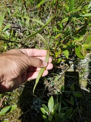 Symphyotrichum robynsianum