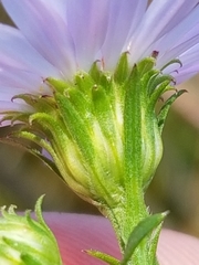 Symphyotrichum robynsianum