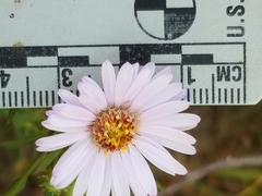Symphyotrichum robynsianum