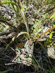 Symphyotrichum robynsianum