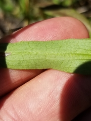 Symphyotrichum robynsianum