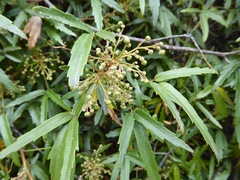 Rubus schmidelioides schmidelioides