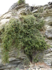 Rubus schmidelioides schmidelioides