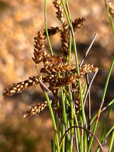 Finger Mastreed (Mastersiella digitata)