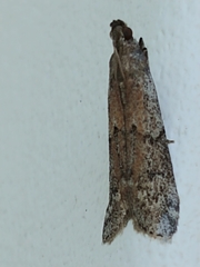 Vitula serratilineella